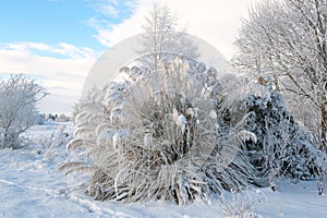 Pampas grass in the winter