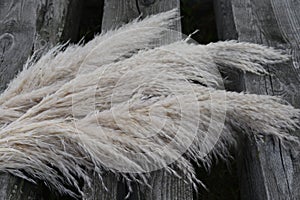 Pampas grass on wooden background. Cortaderia selloana.