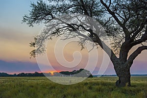 Pampas landscape, Argentina