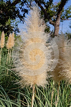 Pampas ornamental Grass Cortaderia selloana