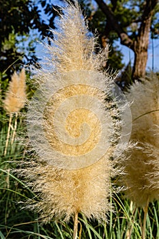 Pampas ornamental Grass Cortaderia selloana