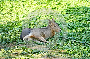 Pampas rabbit lies on a green meadow. Mara.