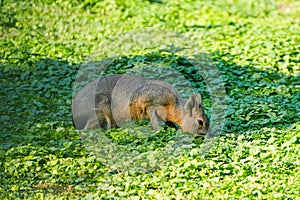 Pampas rabbit lies on a green meadow. Mara.