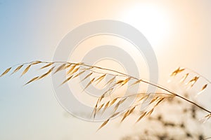 Pampas with sun and sky in the background