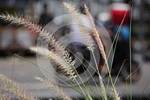 Pampass Grass (Also called Alang-alang, bunga kemoceng) in the garden