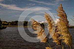 Pampas grass blowing in wind