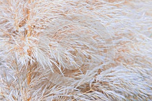 Pampean grass or cortaderia. Natural background from cortaderia.