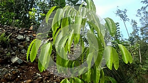 pamper your eyes by looking at the green leaves