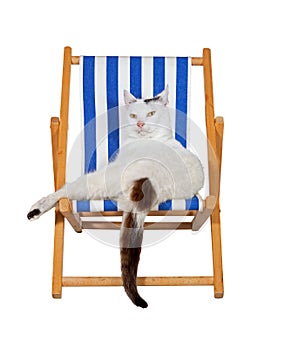 Pampered cat on a deckchair