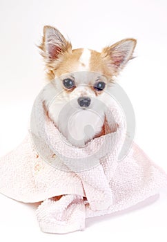 Pampered Chihuahua dog wrapped in pink towel