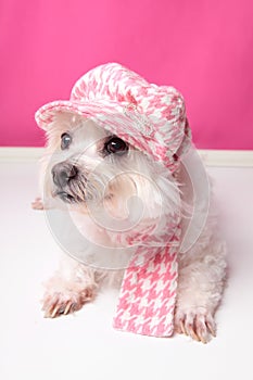 Pampered maltese terrier