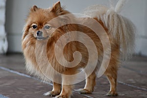 Pampered Pomeranian Puppy on Beverly Hills sidewalk