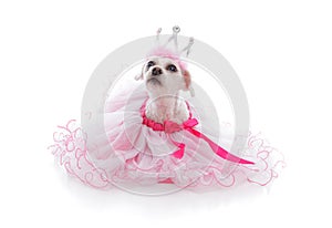 Pampered Princess or Ballerina pet