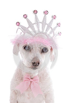Pampered Princess Pet Dog