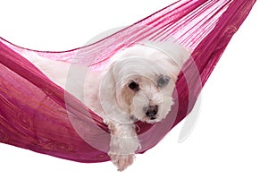 Pampered puppy lying in hammock