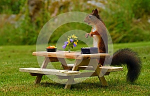 Squirrel, Sciurus vulgaris, who got her own breakfast table with flowers and food served on a garden table