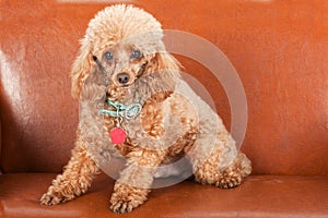 Pampered Toy Poodle