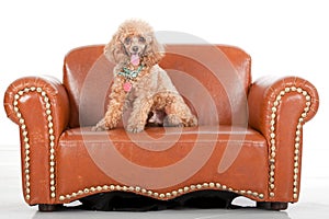 Pampered Toy Poodle