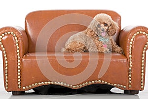 Pampered Toy Poodle