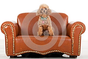 Pampered Toy Poodle