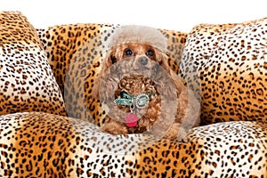 Pampered Toy Poodle