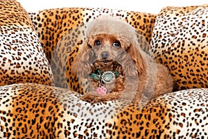 Pampered Toy Poodle