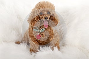 Pampered Toy Poodle