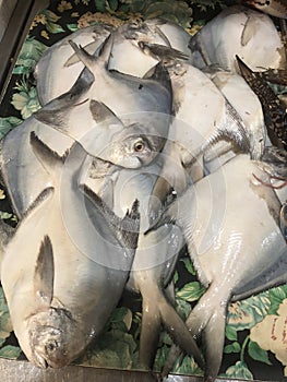 Pamphlet fish is very very teasty fish zubedi photo