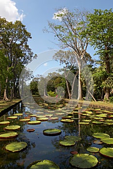 Pamplemousses botanical garden