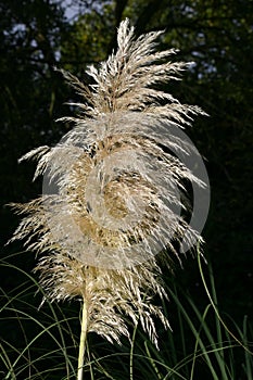 Pampas grass seed head