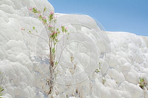 Pamukkale