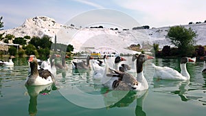 Pamukkale Tranquility: Cinematic Ducks by the Lake