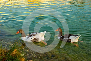 PAMUKKALE, TURKEY: Ducks in a pond in a Nature Park on a sunny morning in Pamukkale.