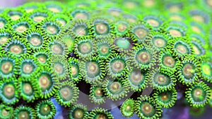 Pan Across Green Zoanthid Soft Coral Colony
