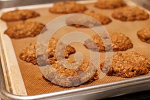 Pan of Fresh Baked Oatmeal Chocolate Chip Cookie Row