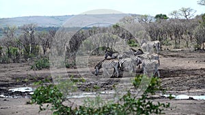 Pan from a group zebras walking around the waterpool