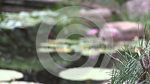 Pan left from Bonsai of Pinus Radiata in a landscaped Japanese garden, reveals pink flowers on a waterlily.