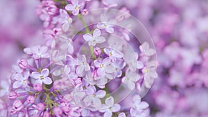 Pan. Lilac flowers bunch background. Violet lilac blooming background. Beautiful and charming lilac with delicate
