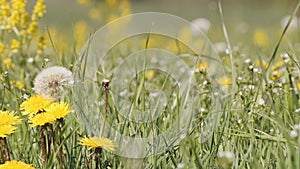 pan move over dandelion on meadow in spring breeze