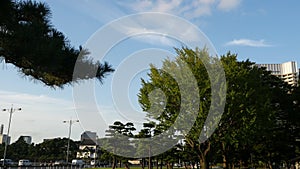 Pan of Office Buildings Surrounded by Trees in Central Tokyo