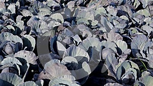Pan over a field of red cabbage