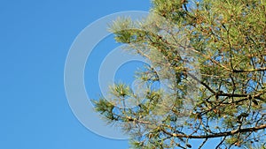 Pinaceae Family. Pinus. Pine Branches Swaying In The Wind. photo