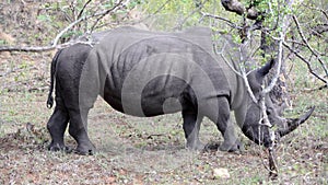 Pan from a rhino walking