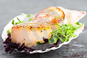 Pan Seared Scallops photo