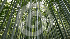 Pan shot of Bamboo forest, Arashiyama, Kyoto, Japan