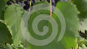 Pan shot of a ripe grapes in fall season. Vineyards at sunset in autumn harvest.