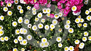 Pan shot of variety of flowers in plant nursery, Agra, Uttar Pradesh, India