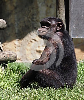 Pan Troglodytes Or Chimpanzee Sitting On Grass