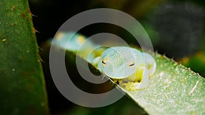 pan of two glass frogs