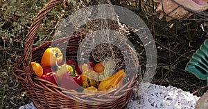 Pan view outdoor still life with wicker basket of fresh harvest vegetables